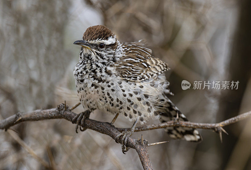 仙人掌鹪鹩，Campylorhynchus brunneicapillus，是一种鹪鹩，是美国西南部和墨西哥北部和中部沙漠的特有物种。下加利福尼亚南部，墨西哥。